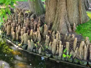 Allet 15 Ademwortels van Moerascypres